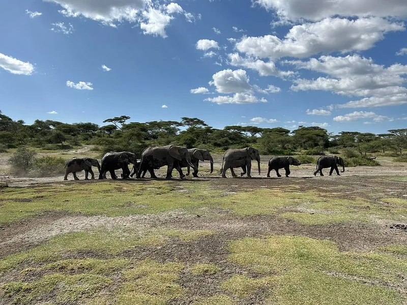 13 Days Great Migration Tanzania + Zanzibar Beach Safari - Tanzania safari gallery image